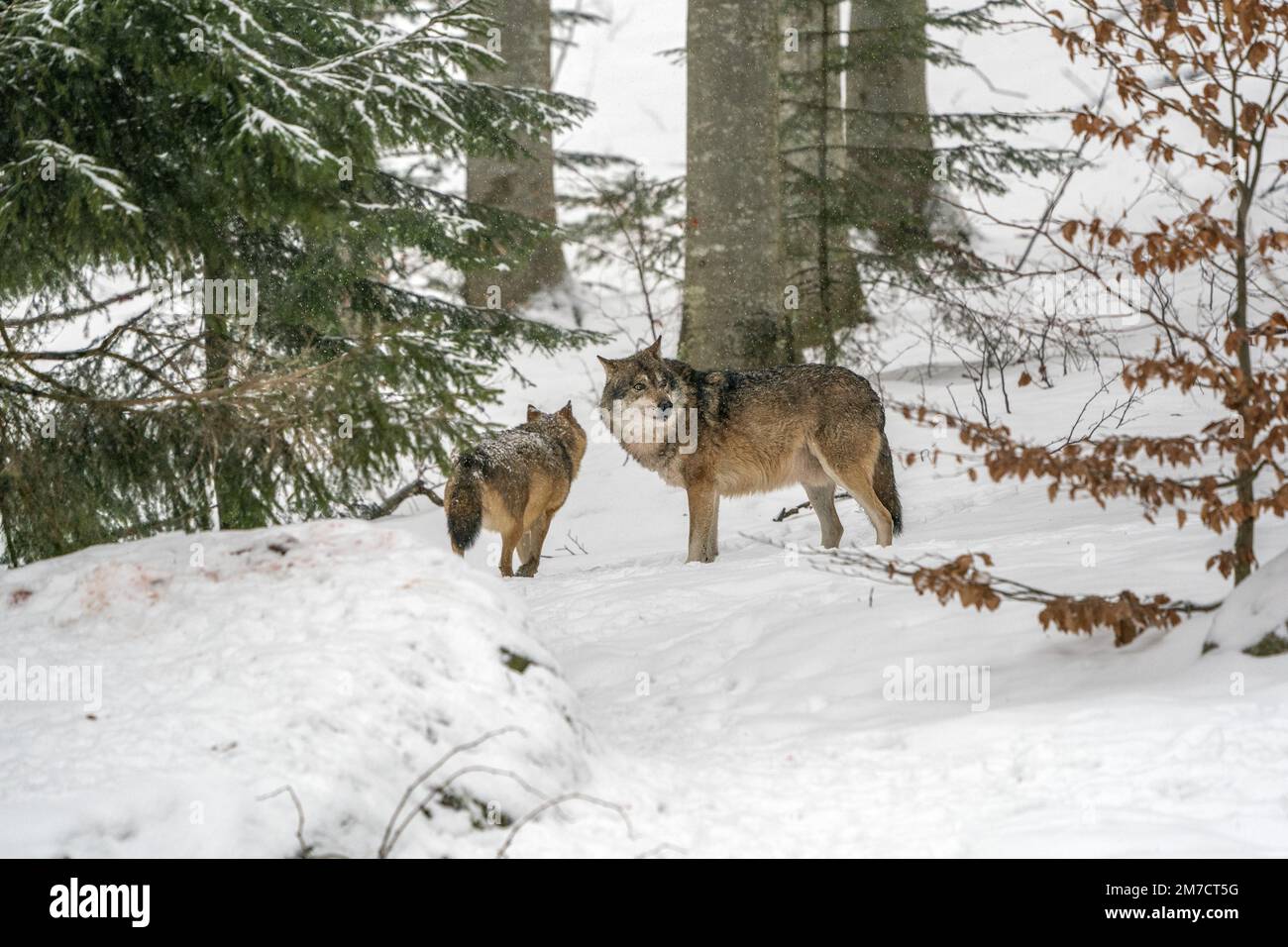 grupo de lobos cazando en el bosque bajo el retrato de fondo de la nieve  Fotografía de stock - Alamy