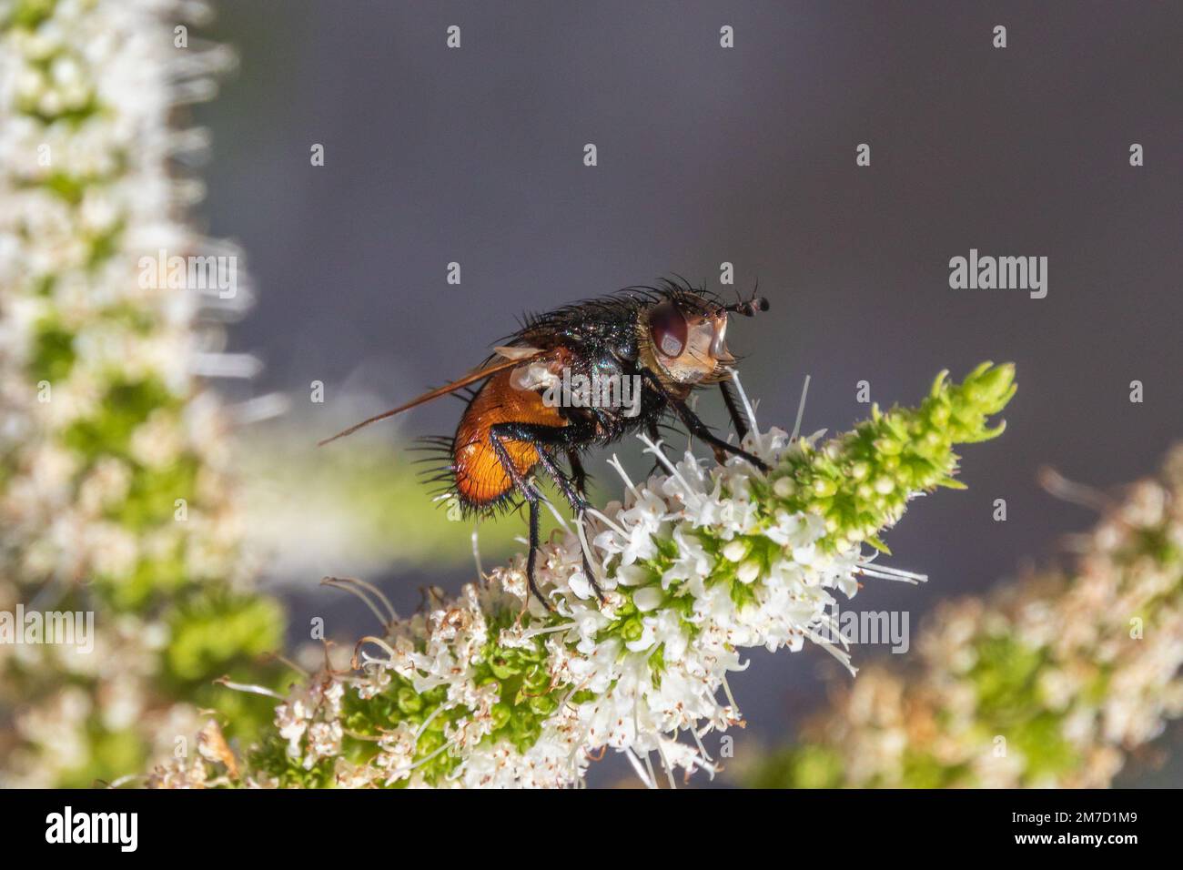Peleteria rubescens, moscas parásitas Foto de stock