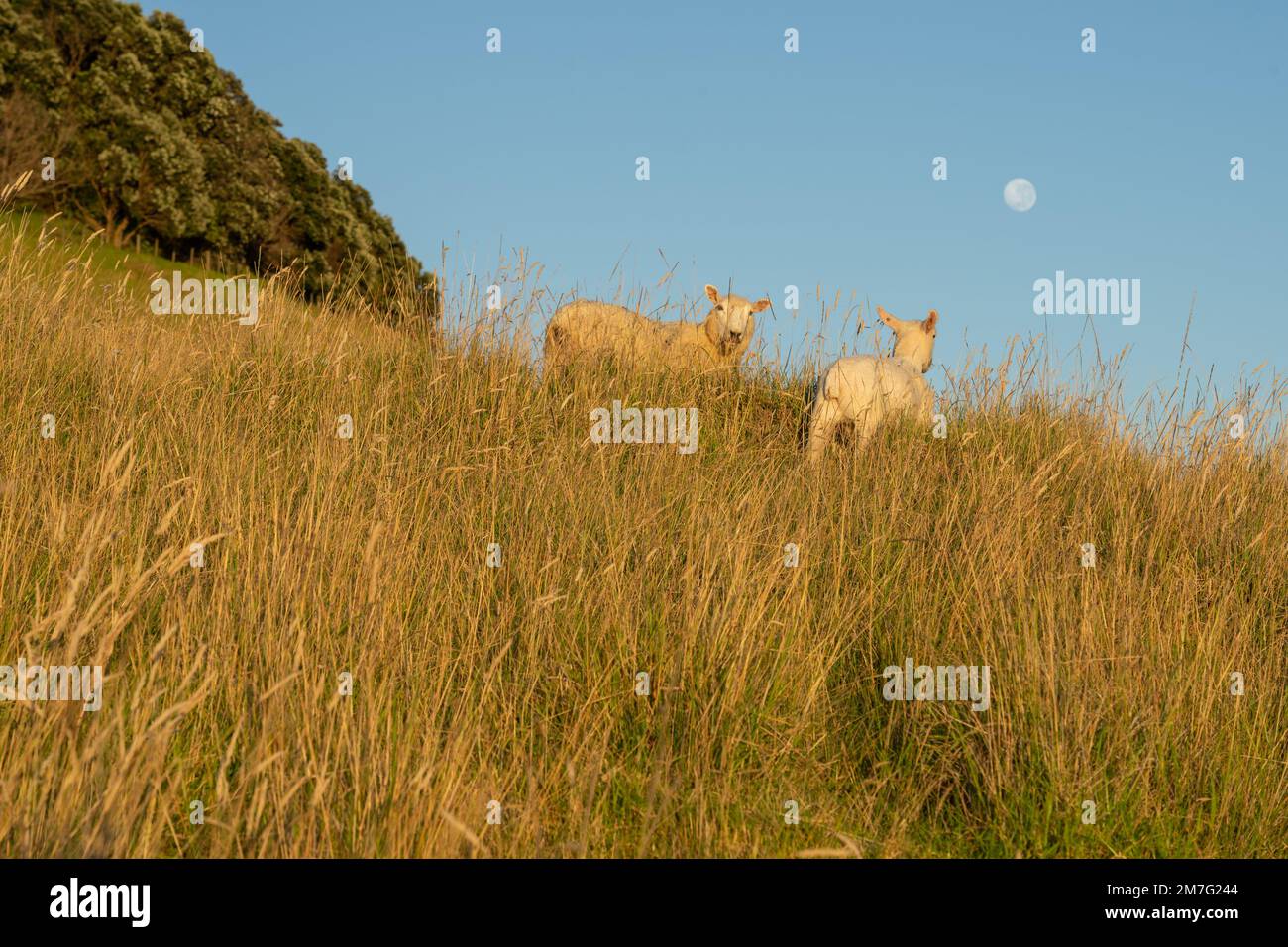 Pendiente en el monte con la oveja y el cordero en la hierba dorada larga en la luz de la mañana bajo el cielo azul. Foto de stock