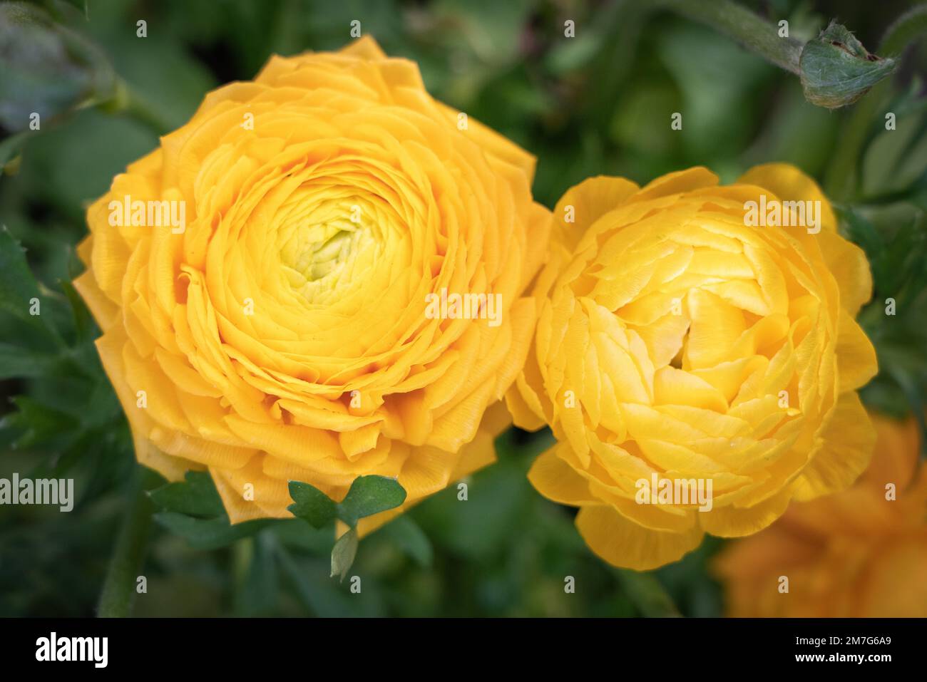 Flores rosas amarillas fotografías e imágenes de alta resolución - Alamy