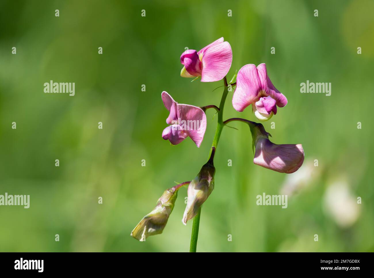 Guisante dulce de cerca fotografías e imágenes de alta resolución - Página 20 - Alamy Guisante dulce de cerca fotografías e imágenes de alta resolución - Página 20 - Alamy
