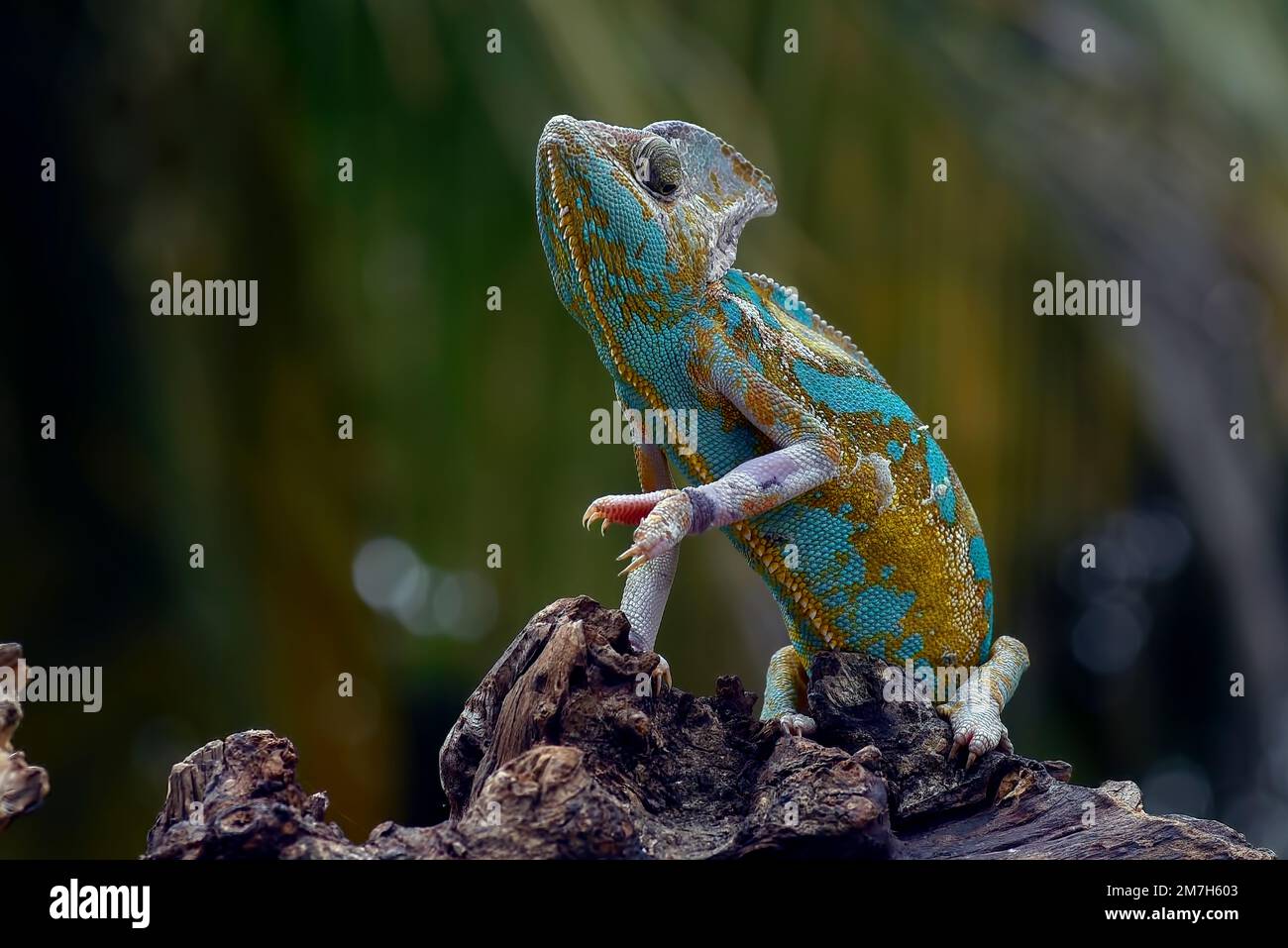 Ambilobe fotografías e imágenes de alta resolución - Página 2 - Alamy