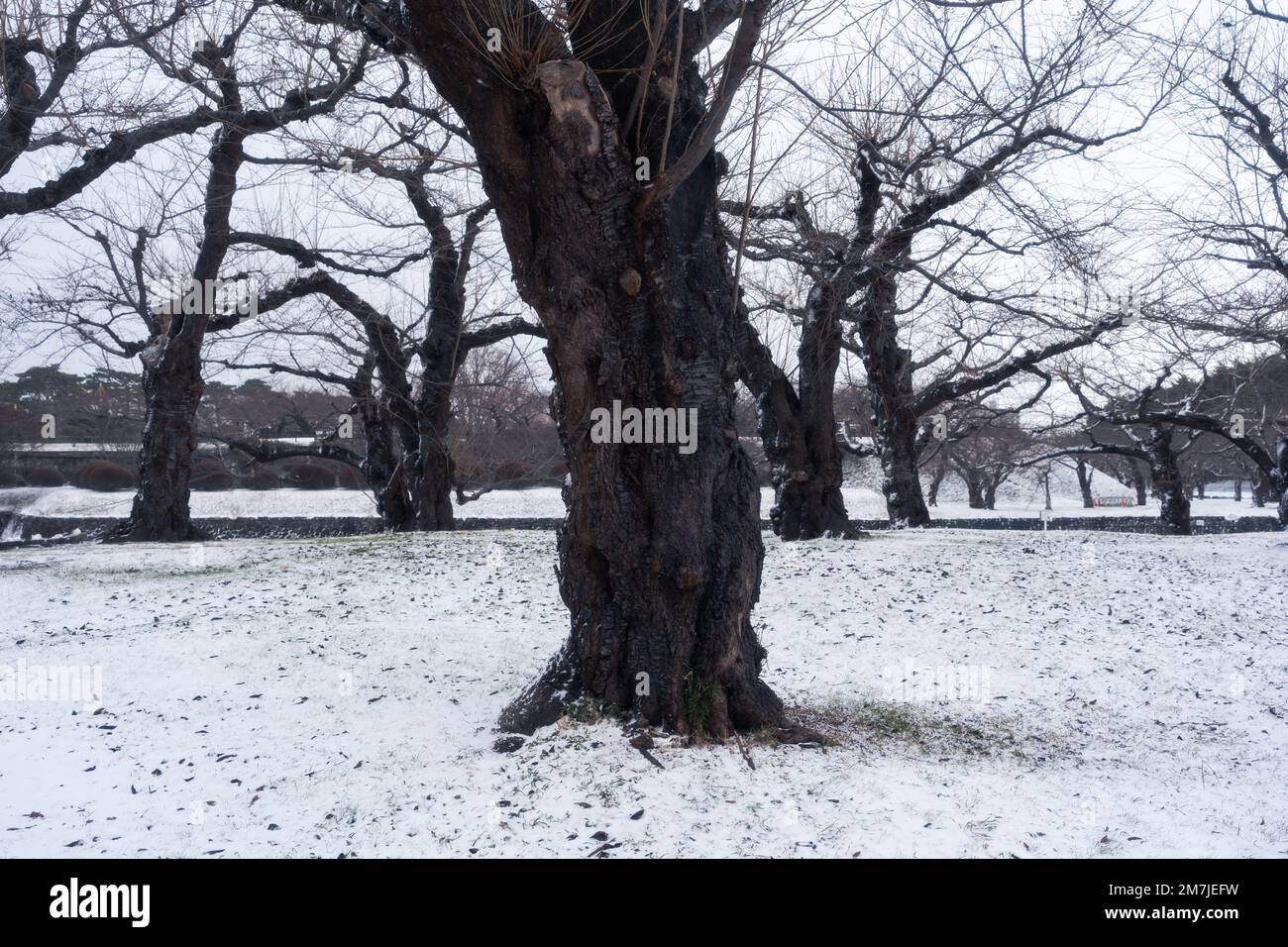 Árboles sin hojas y nieve blanca en el parque durante las nevadas Foto de stock
