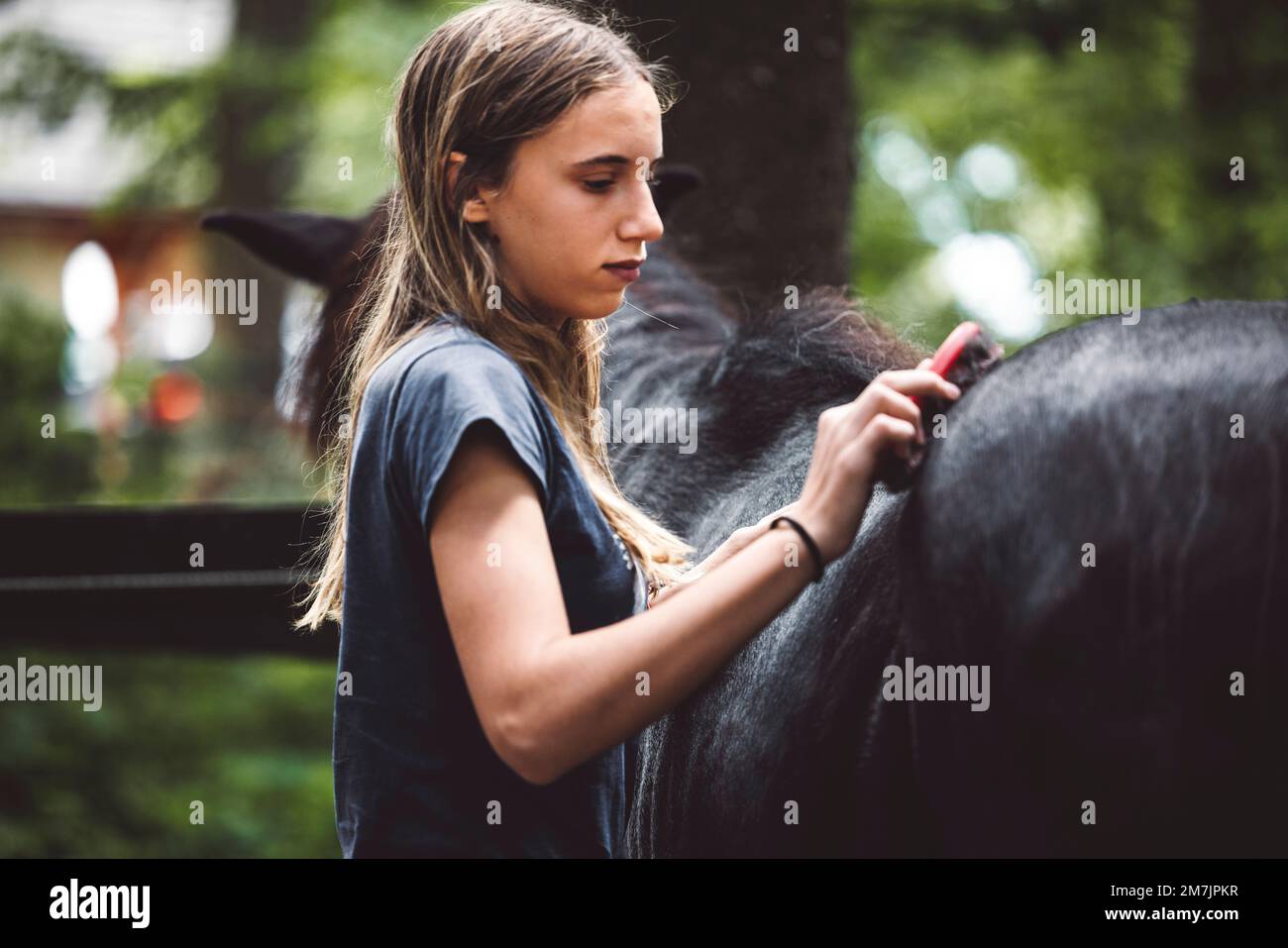 Joven chica caucásica cuidando de su caballo, cepillando su piel con un cepillo Foto de stock