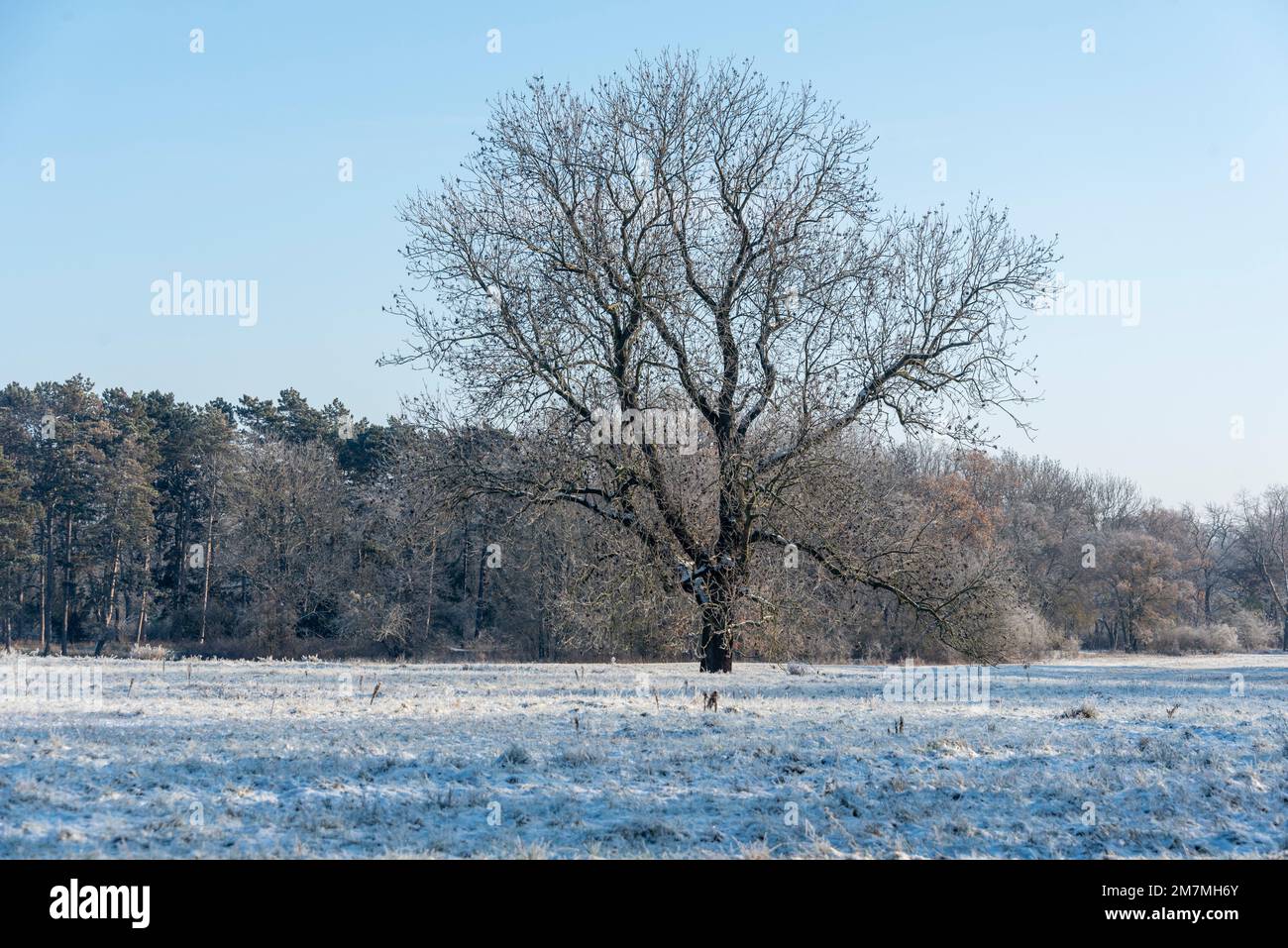 Árbol único, paisaje nevado, Magdeburgo, Sajonia-Anhalt, Alemania Foto de stock