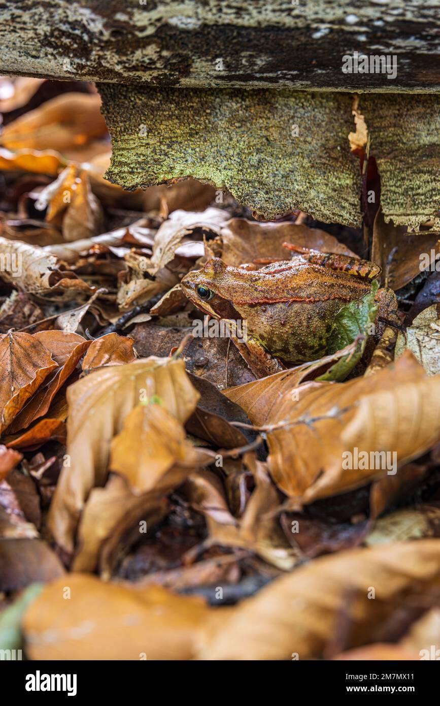 Sapo, natterjack sapo, Bufo calamita Foto de stock