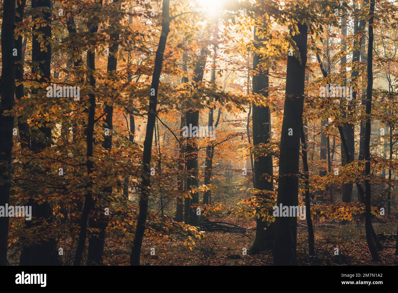 Follaje de otoño en el bosque de Habichtswald cerca de Kassel, hayas con hojas de colores en el sol, ligero desenfoque en primer plano Foto de stock