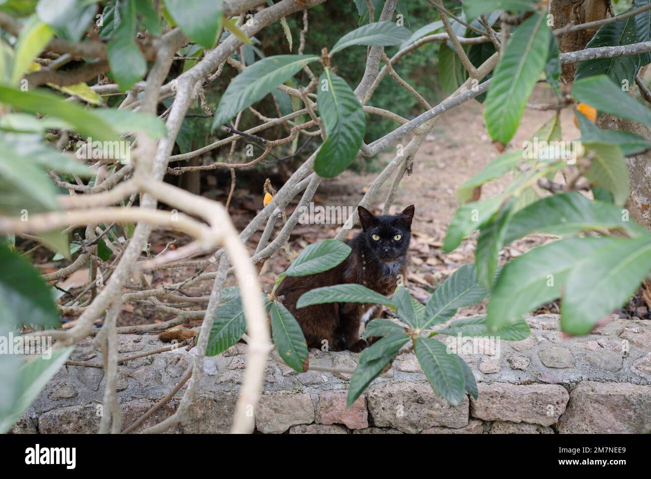 Gato negro sentado en la pared detrás de ramas de árbol en Mallorca, España Foto de stock