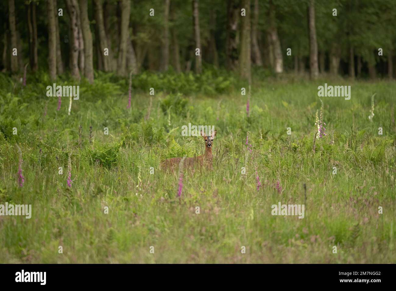 ciervo roe, capreolus capreolus en un campo de flores silvestres en el verano en el reino unido Foto de stock