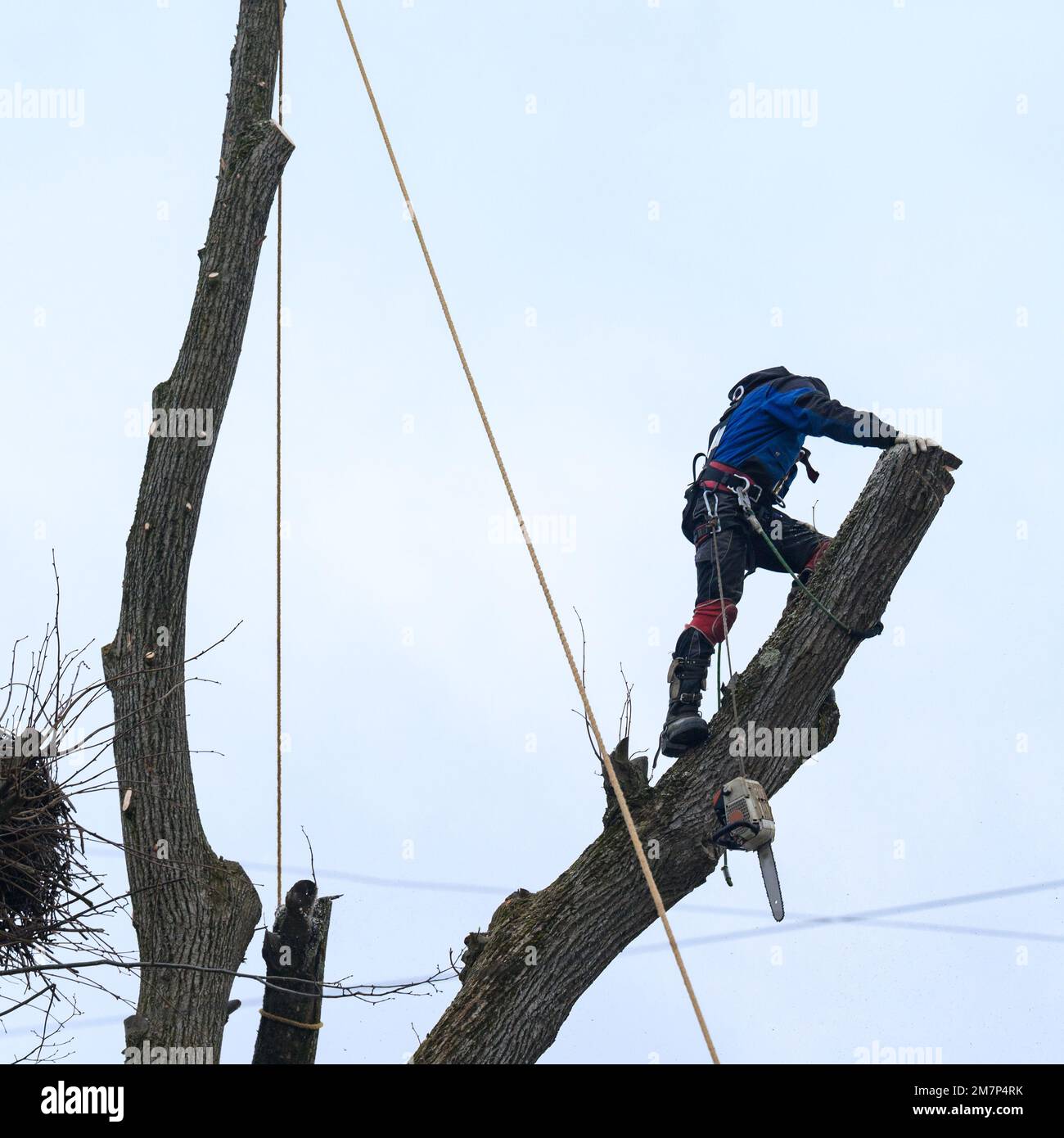 Un hombre corta ramas altas de árboles, un forestal con una motosierra  despeja un árbol de ramas altas y peligrosas, trabaja en altura, peligro  para la vida y un hombre cli Fotografía