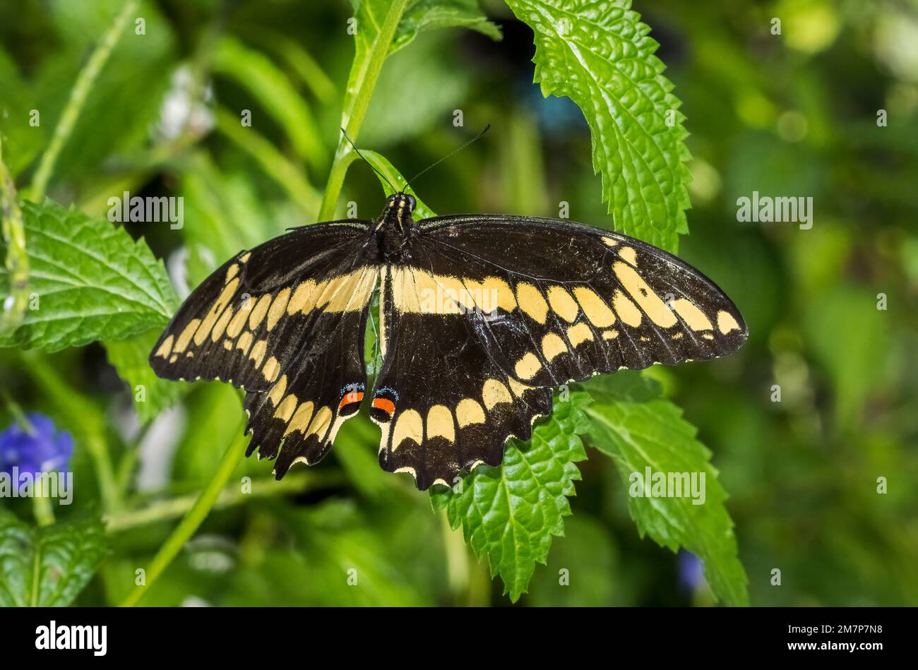 Cerca de una sola mariposa amarilla y negra de cola de golondrina gigante ( Papilio crespbonies) en plantas de hoja verde en Butterfly Estates en Fort Myers Foto de stock
