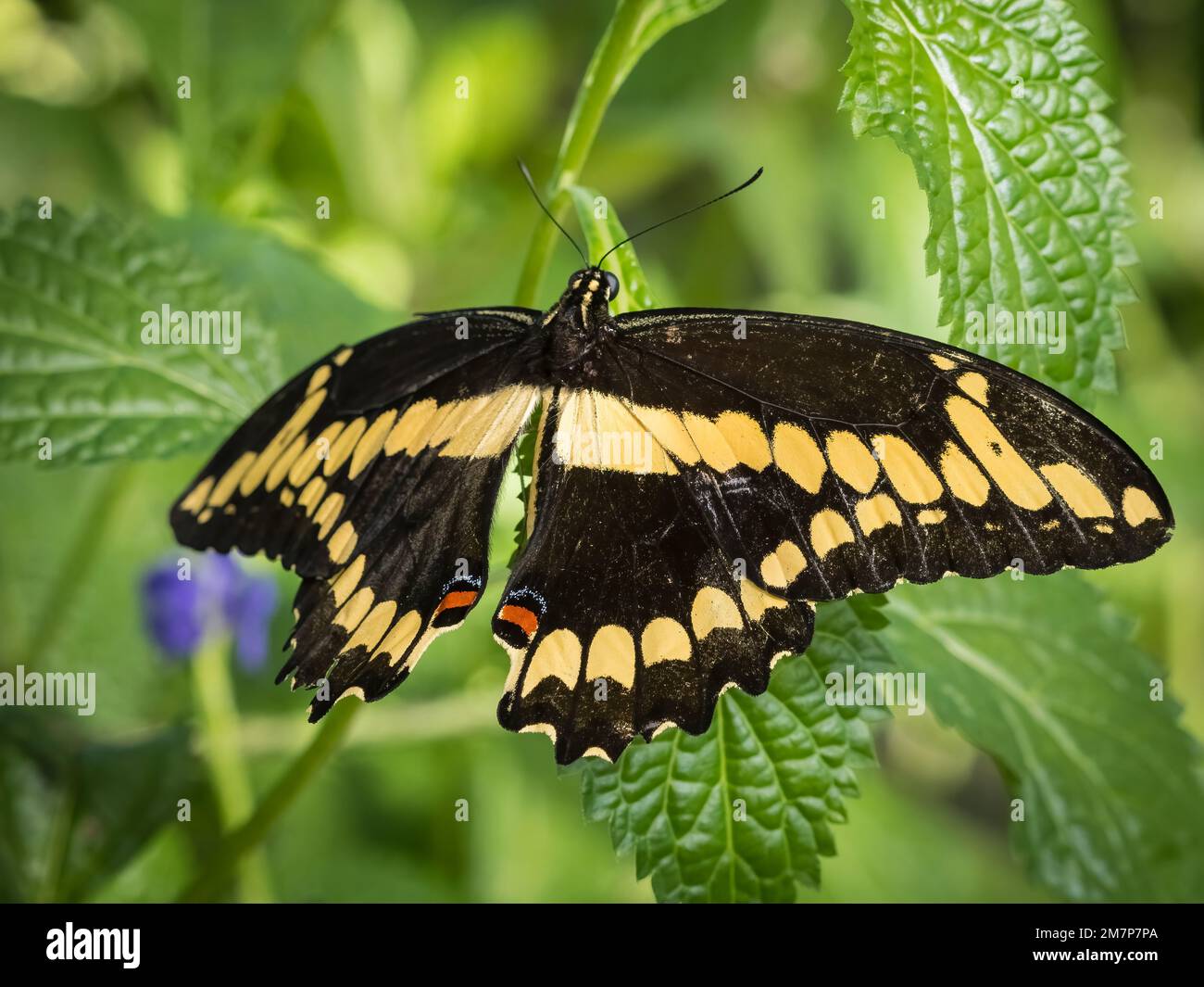 Cerca de una sola mariposa amarilla y negra de cola de golondrina gigante ( Papilio crespbonies) en plantas de hoja verde en Butterfly Estates en Fort Myers Foto de stock