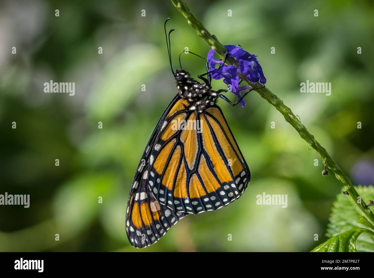 Mariposa monarca naranja y negro Danaus plexippus en flor en las Butterfly Estates en Fort Myers Florida EE.UU. Foto de stock