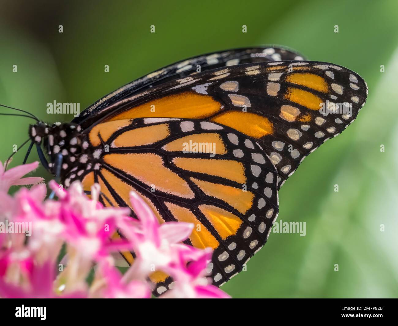 Mariposa monarca naranja y negro Danaus plexippus en flor en las Butterfly Estates en Fort Myers Florida EE.UU. Foto de stock