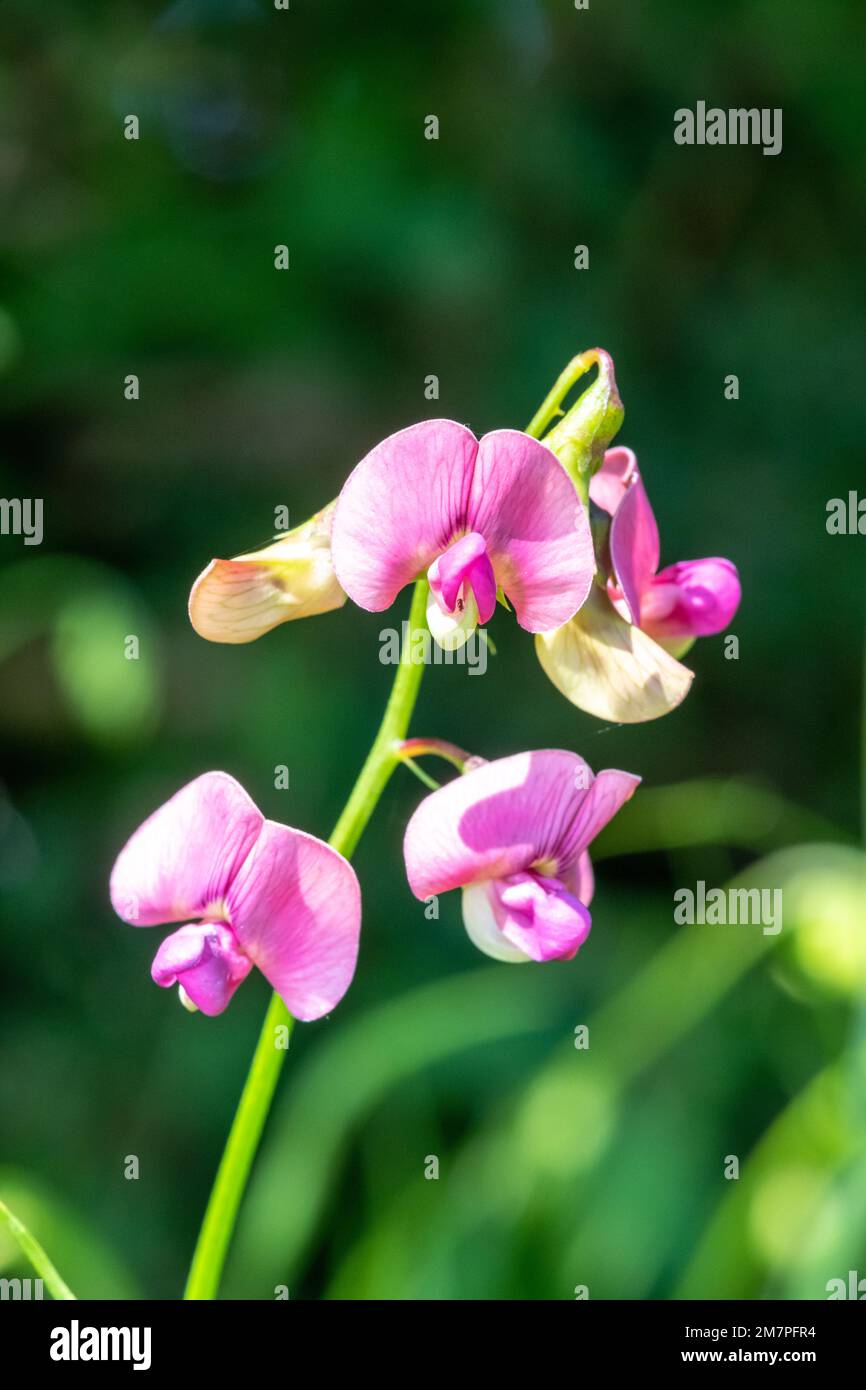 Cerca de las flores de guisantes dulces eternos (lathyrus latifolius) en  flor Fotografía de stock - Alamy