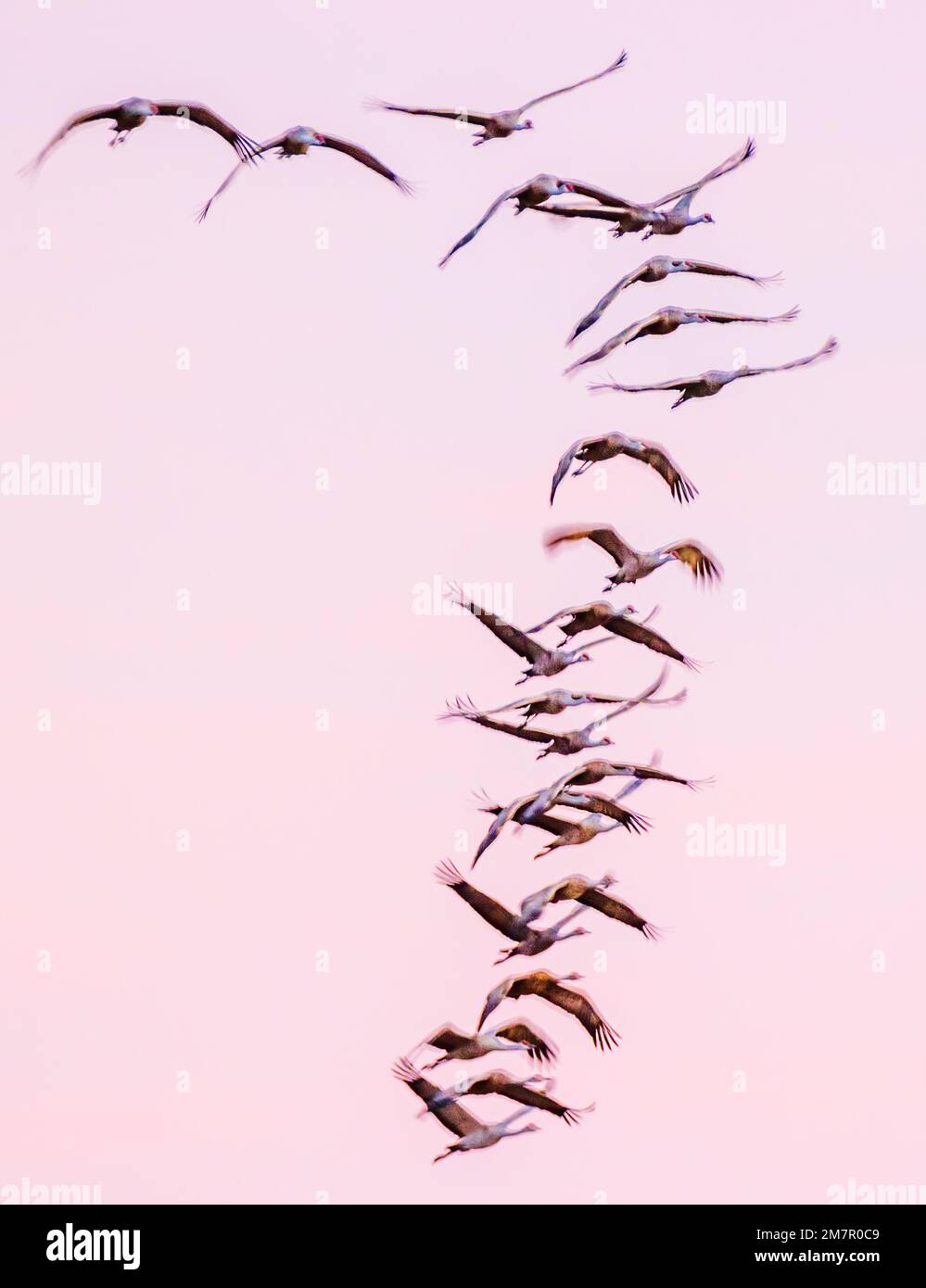 Pan; desenfoque; vista de movimiento de Sandhill Cranes en vuelo al amanecer; Refugio Nacional de Vida Silvestre Monte Vista; Valle de San Luis; Colorado; Estados Unidos Foto de stock
