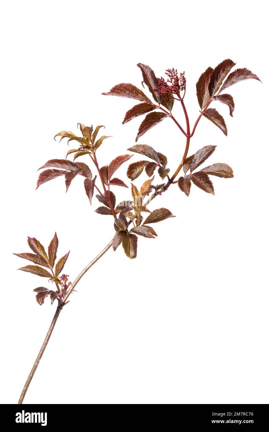 Saúco (Sambucus nigra ThundercloudR), arbusto, planta leñosa, aislado, fondo blanco Foto de stock