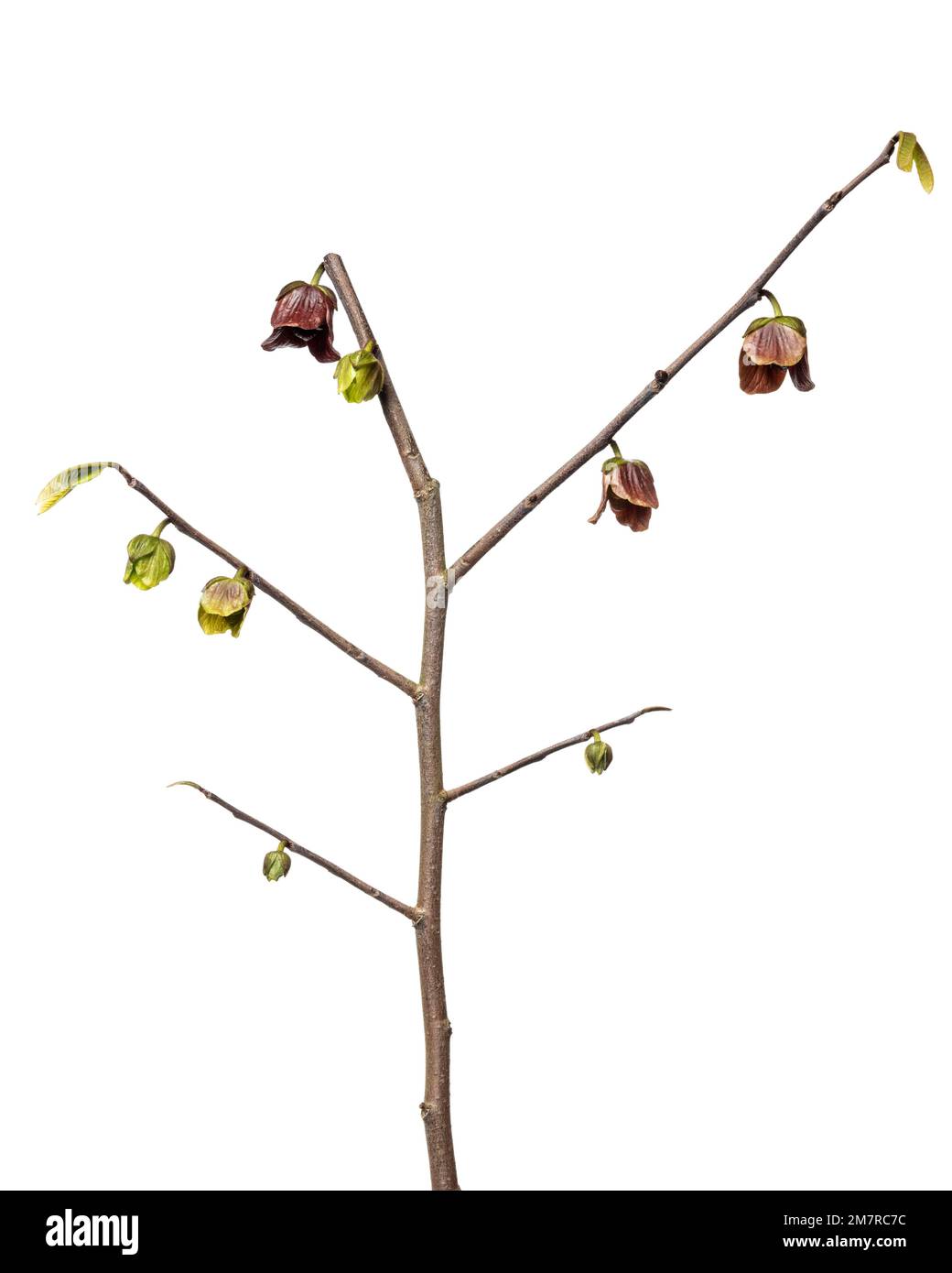 Paw-paw (Asimina triloba), Papau, planta leñosa, arbusto, aislado, fondo blanco Foto de stock