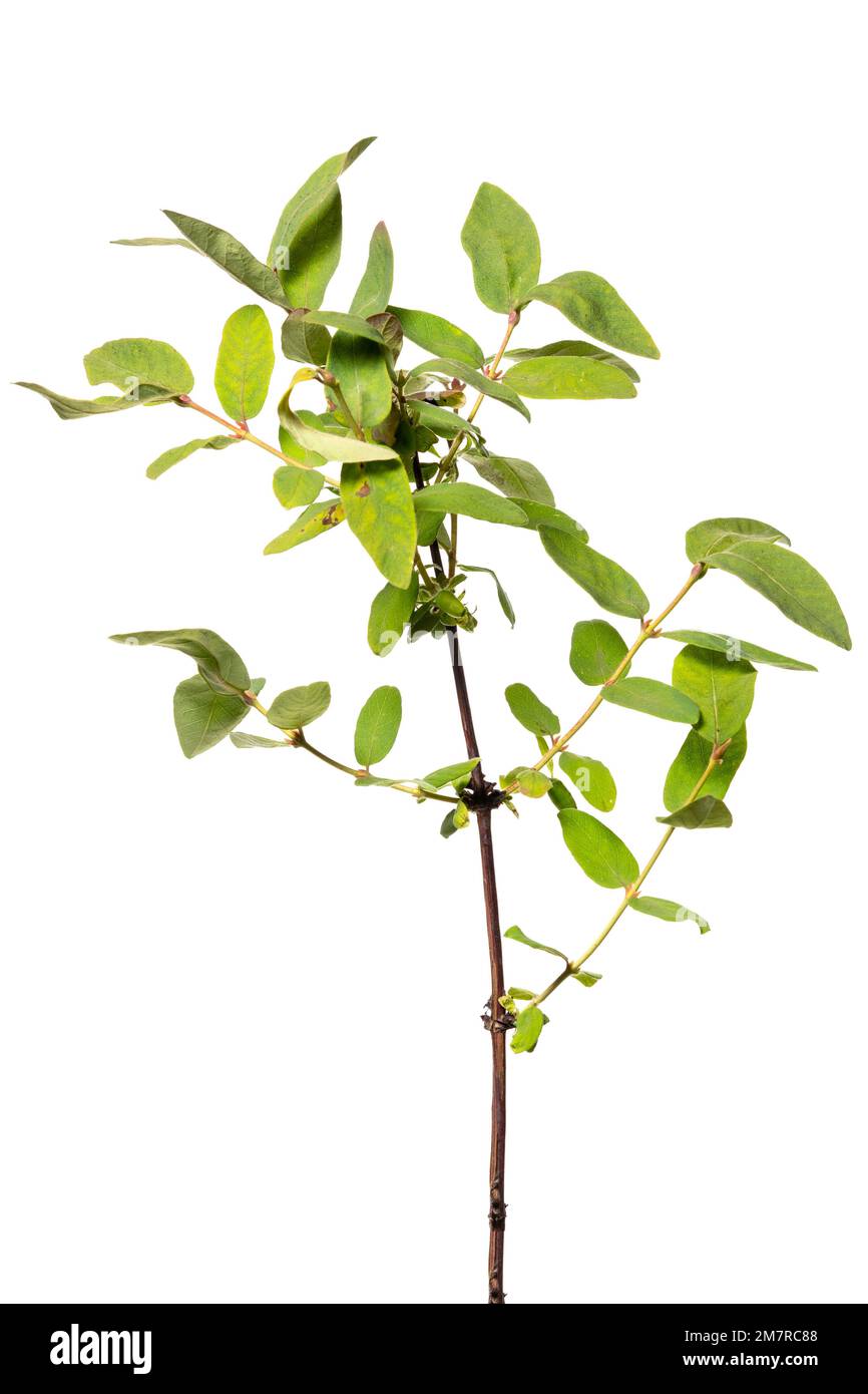 Honeyberry (Lonicera kamtschatica), arbusto, planta leñosa, aislado, fondo blanco Foto de stock