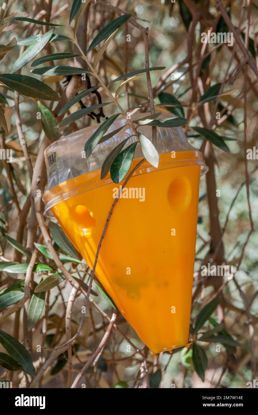 Trampa de feromonas, control ecológico de plagas, Olivos milenarios de Arión, Olivo Farga, Variedad tradicional, Ulldecona, Tarragona, Cataluña, España Foto de stock