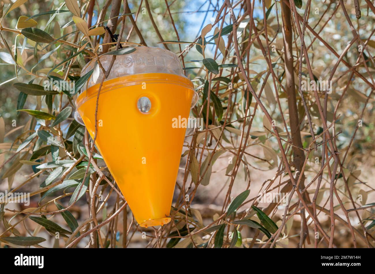 Control ecológico de plagas, Olivos milenarios de Arión, Olivo Farga, Variedad tradicional, Ulldecona, Tarragona, Cataluña, España Foto de stock