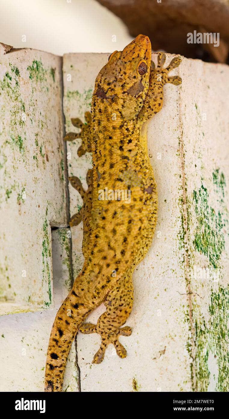 Primer plano de un gecko de bronce de Seychelles (Ailuronyx seychellensis) en la isla de Cousin, Seychelles Foto de stock