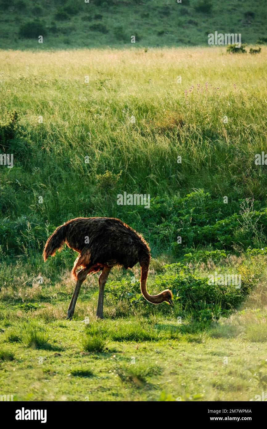 Un avestruz picoteando lejos al atardecer Foto de stock