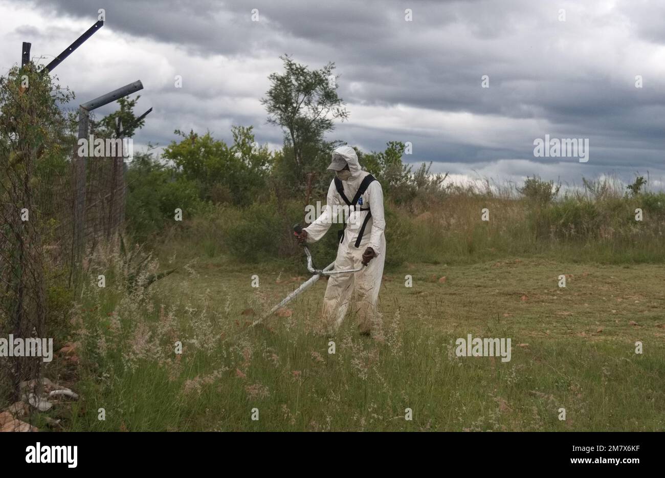 Grasscutter en el trabajo en la provincia de Limpopo, Sudáfrica Foto de stock