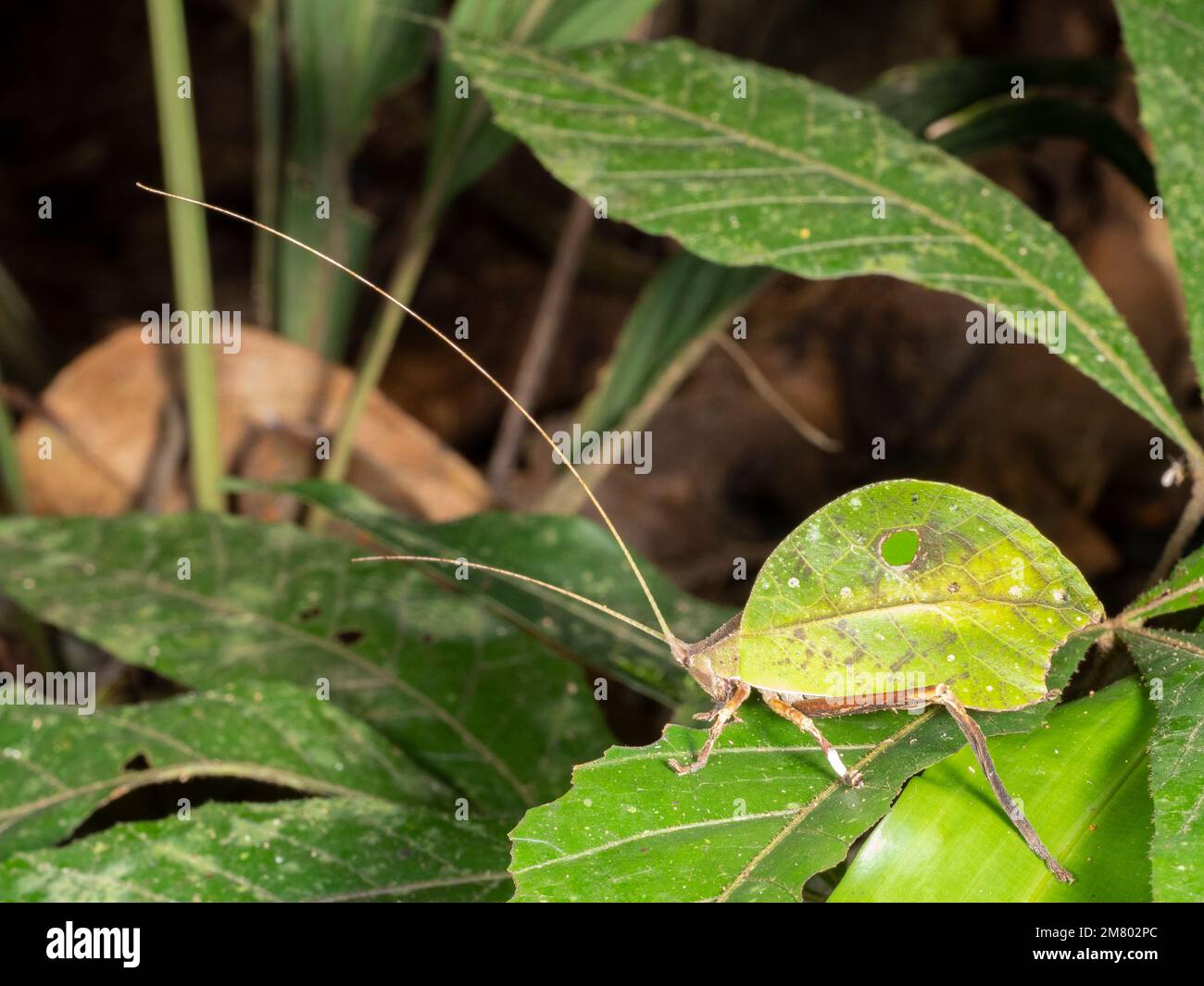 La hoja imita el katydid, con patrones excepcionalmente detallados para parecerse a una hoja. (Typhophyllum sp.) En la selva tropical, provincia de Orellana, Ecuador Foto de stock