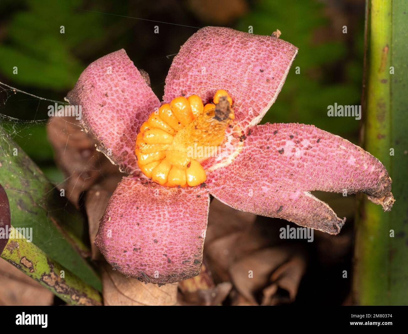 Flor de un escalador, familia Araceae, en la selva tropical provincia de Orellana, Ecuador Foto de stock