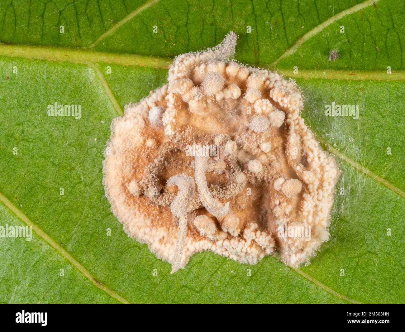 Los restos de un invertebrado, probablemente una araña, infectado y consumido por un hongo Cordyceps en el sotobosque de la selva, provincia de Orellana, Ecuado Foto de stock