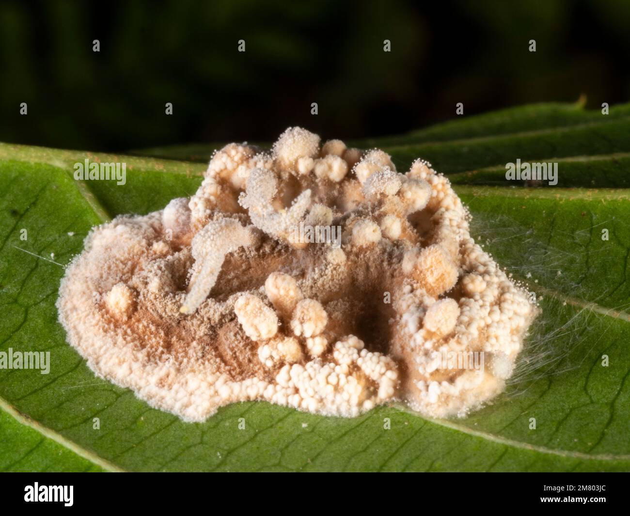 Los restos de un invertebrado, probablemente una araña, infectado y consumido por un hongo Cordyceps en el sotobosque de la selva, provincia de Orellana, Ecuado Foto de stock