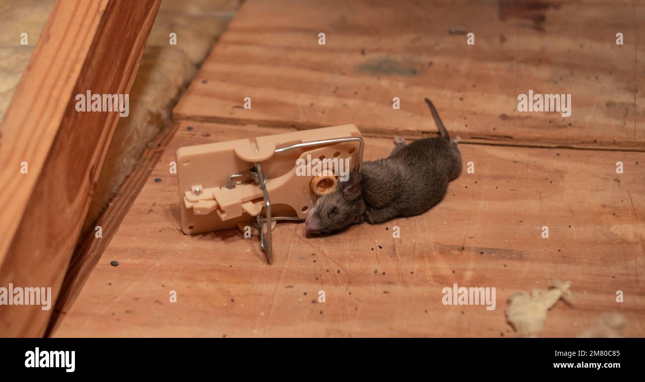 Ratón de dibujos animados muerto en una trampa para ratones