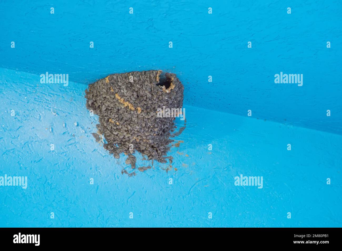 El nido de una golondrina vacía en la esquina azul en la parte superior del techo Foto de stock
