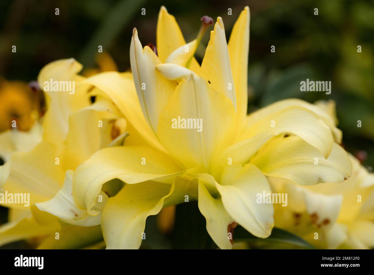 Lily Exotic Sun flores dobles amarillas - OT-Hybrid Fotografía de stock -  Alamy