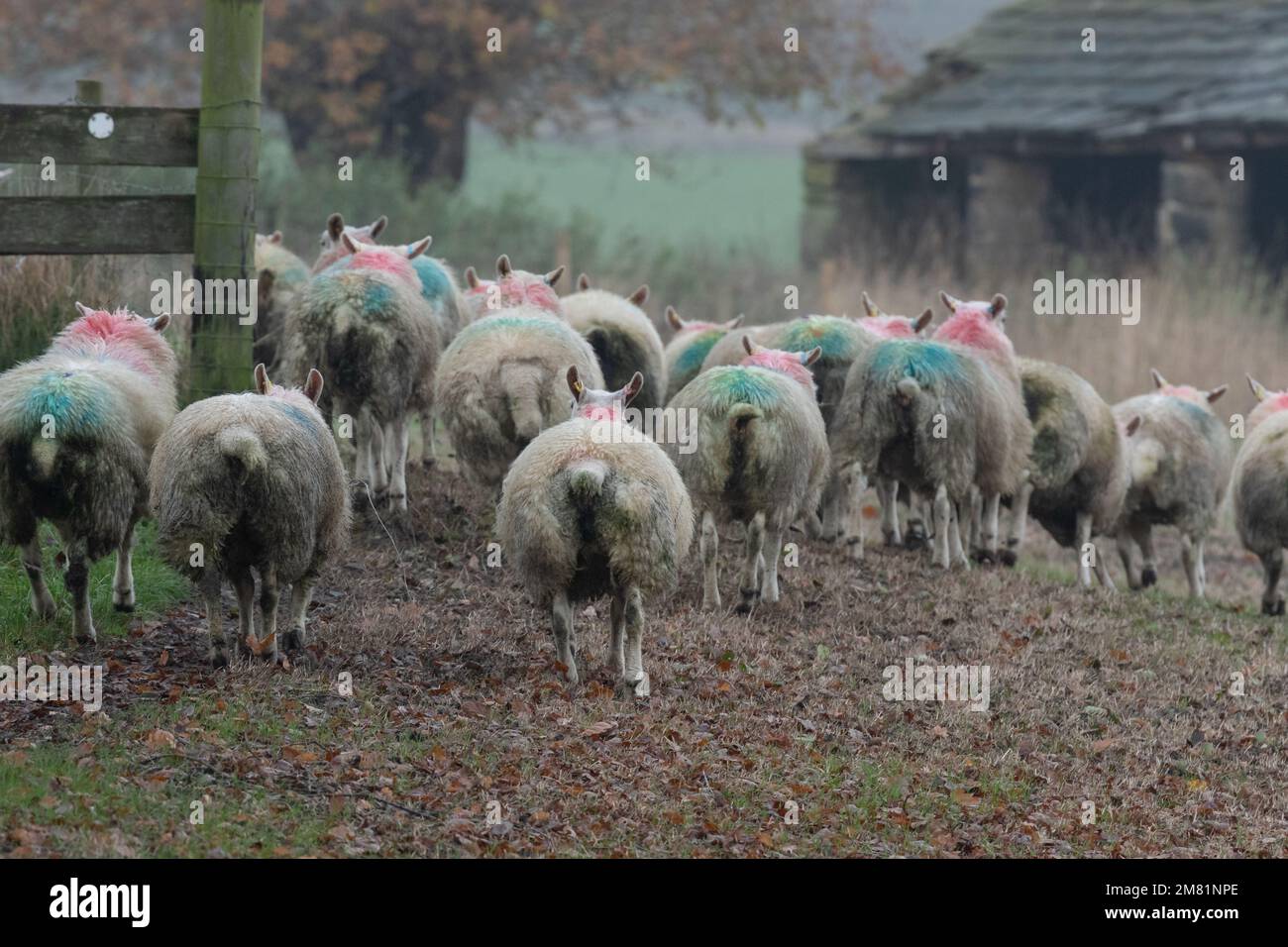 Una bandada de ovejas señalizadas smit en una granja de Yorkshire. Foto de stock