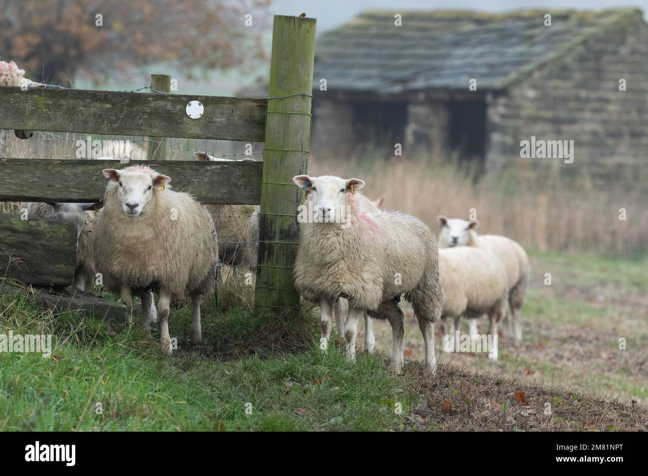 Una pequeña bandada de ovejas (ovies aries) reuniéndose alrededor de un estilo de madera en una granja de Yorkshire. Foto de stock