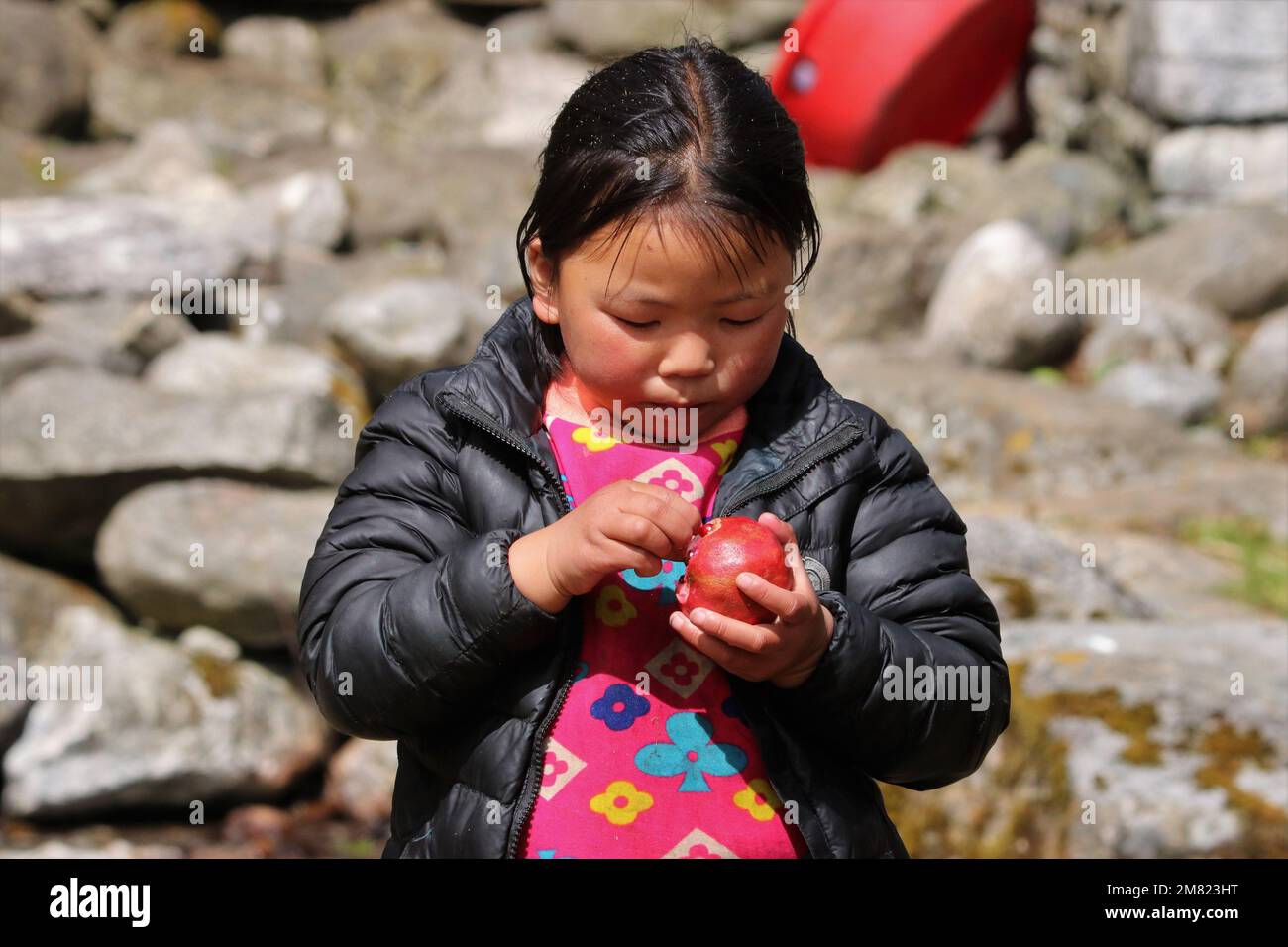 Aldea de Kothe, Nepal, octubre de 13th 2018 - Una niña sherpa disfruta de  una granada en los pueblos de las tierras altas de Nepal Fotografía de  stock - Alamy