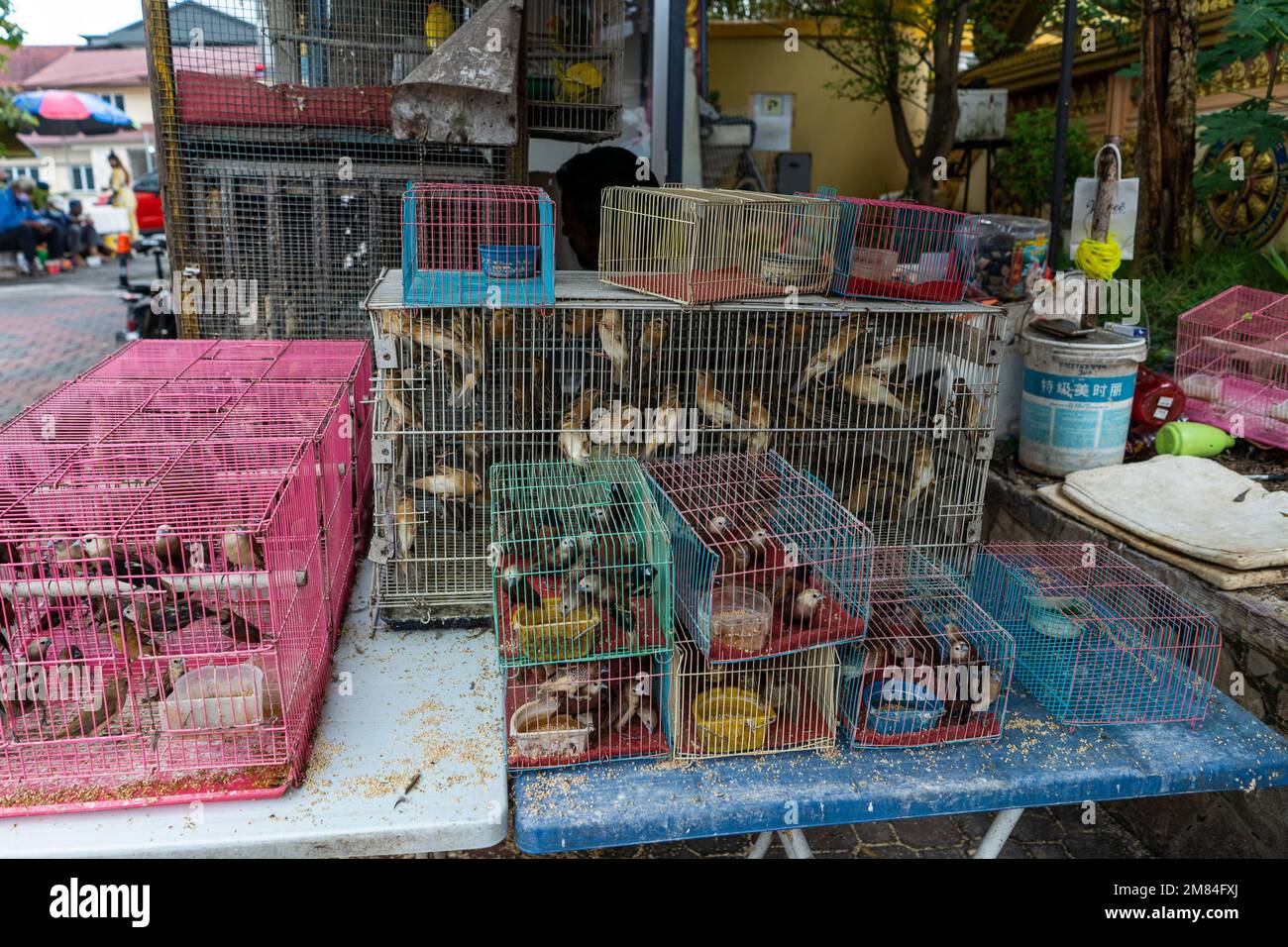 Kuala LUMPUR, MALASIA - 2022 de diciembre - Templo tailandés Wat Chetawan, personas que liberan aves de las jaulas para Buena suerte. Foto de stock
