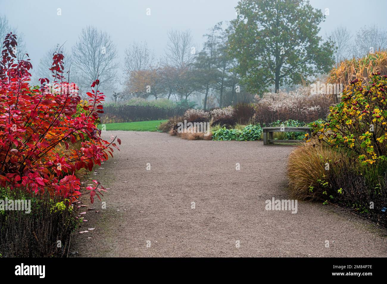 RHS Hyde Hall, Royal Horticultural Society, Clover Hill en un día de otoño con niebla. Foto de stock