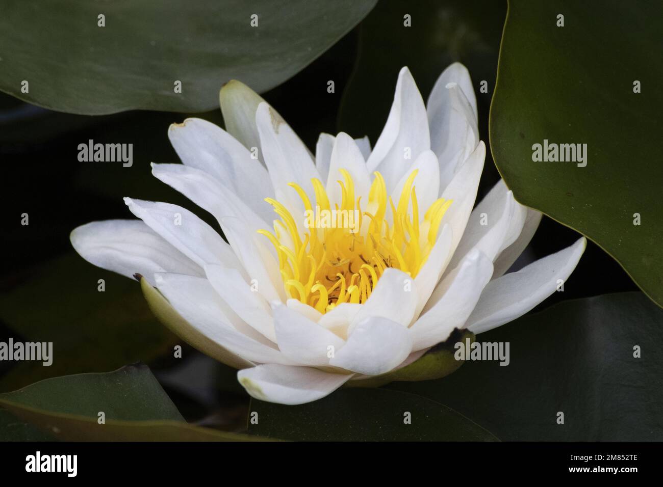 Flor, lirio de agua Fotografía de stock - Alamy