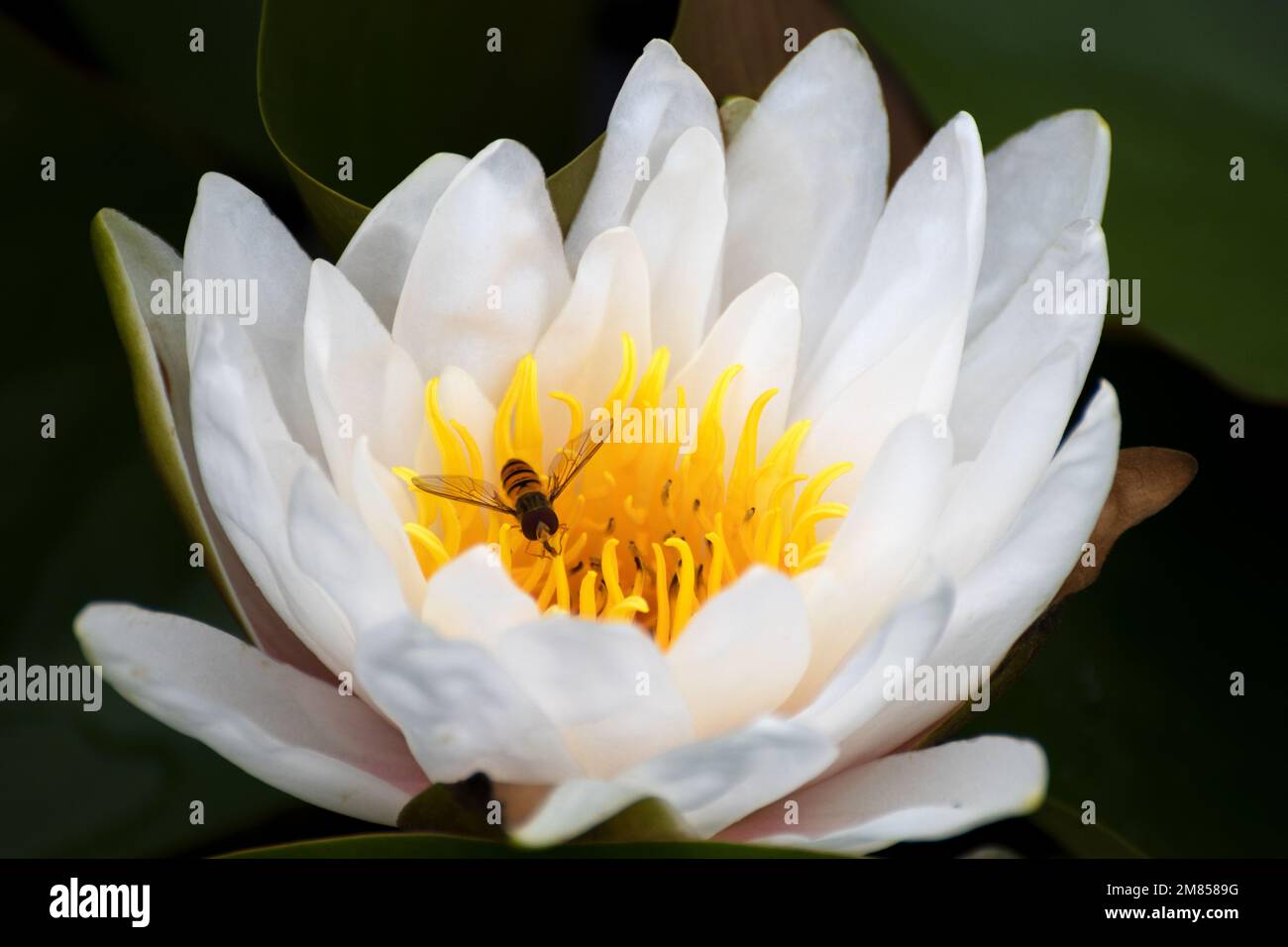 Abeja en flor Foto de stock