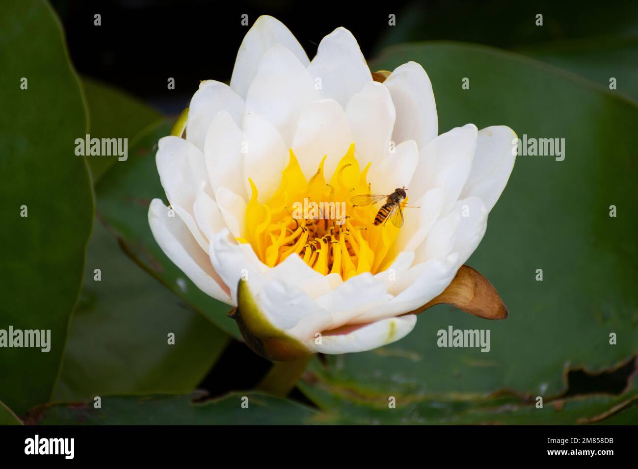 Abeja en flor Foto de stock