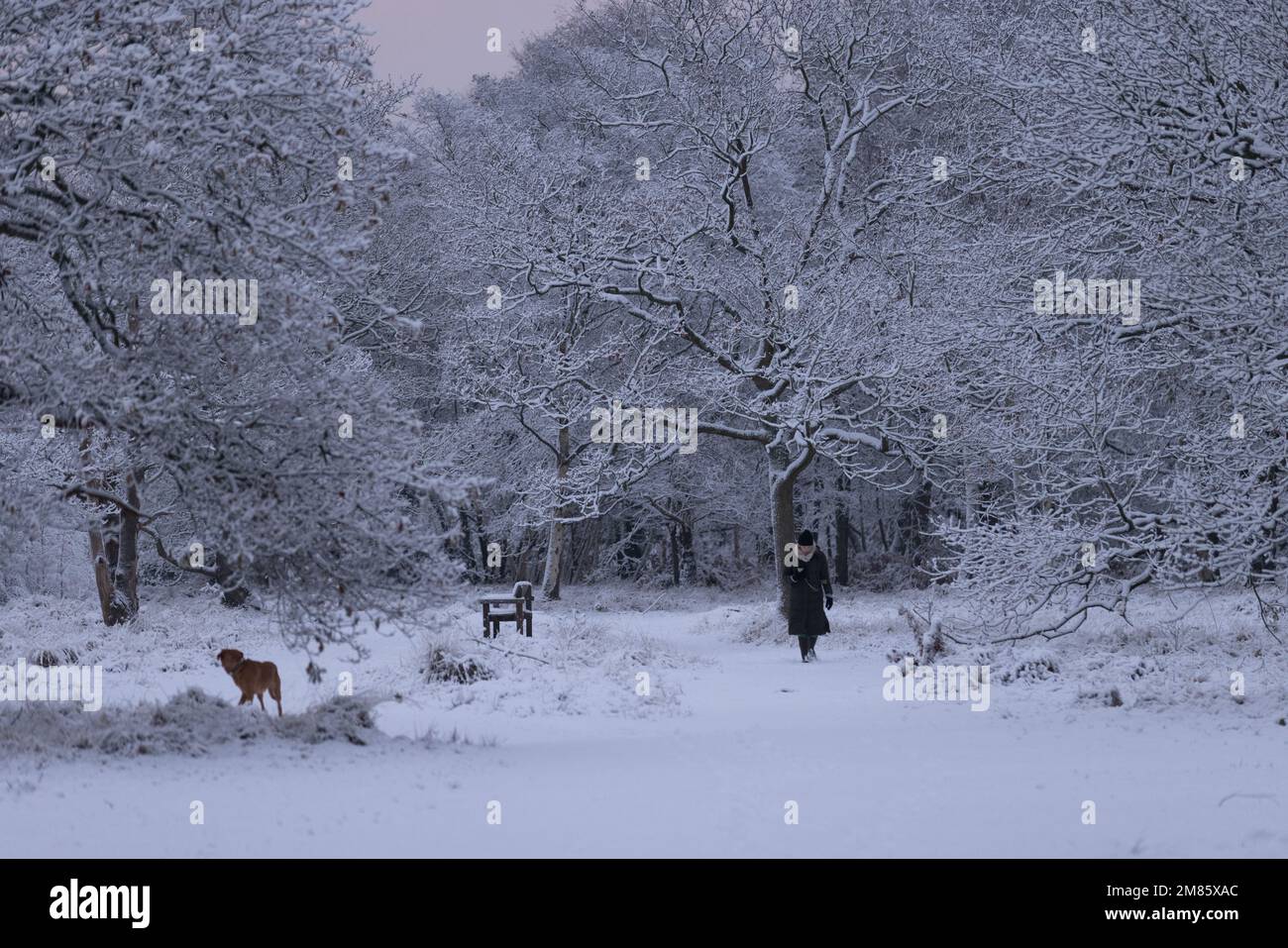 Wimbledon común, cubierto de nieve después de varios centímetros de nieve cayó en diciembre de 2022, suroeste de Londres, Inglaterra, Reino Unido Foto de stock