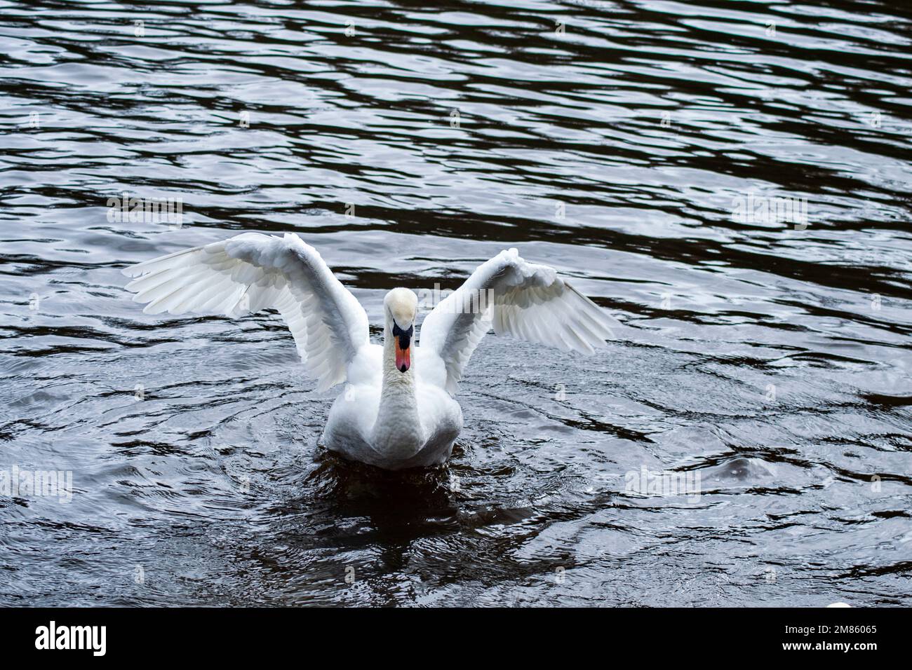 Cisne mudo aterrizando en el lago Hillsborough en el condado de Irlanda del Norte Foto de stock