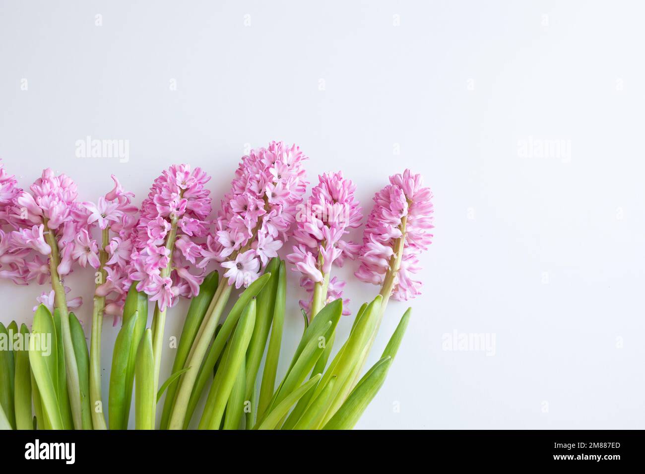 Flores frescas de jacinto rosa sobre un fondo blanco con espacio de copia Foto de stock