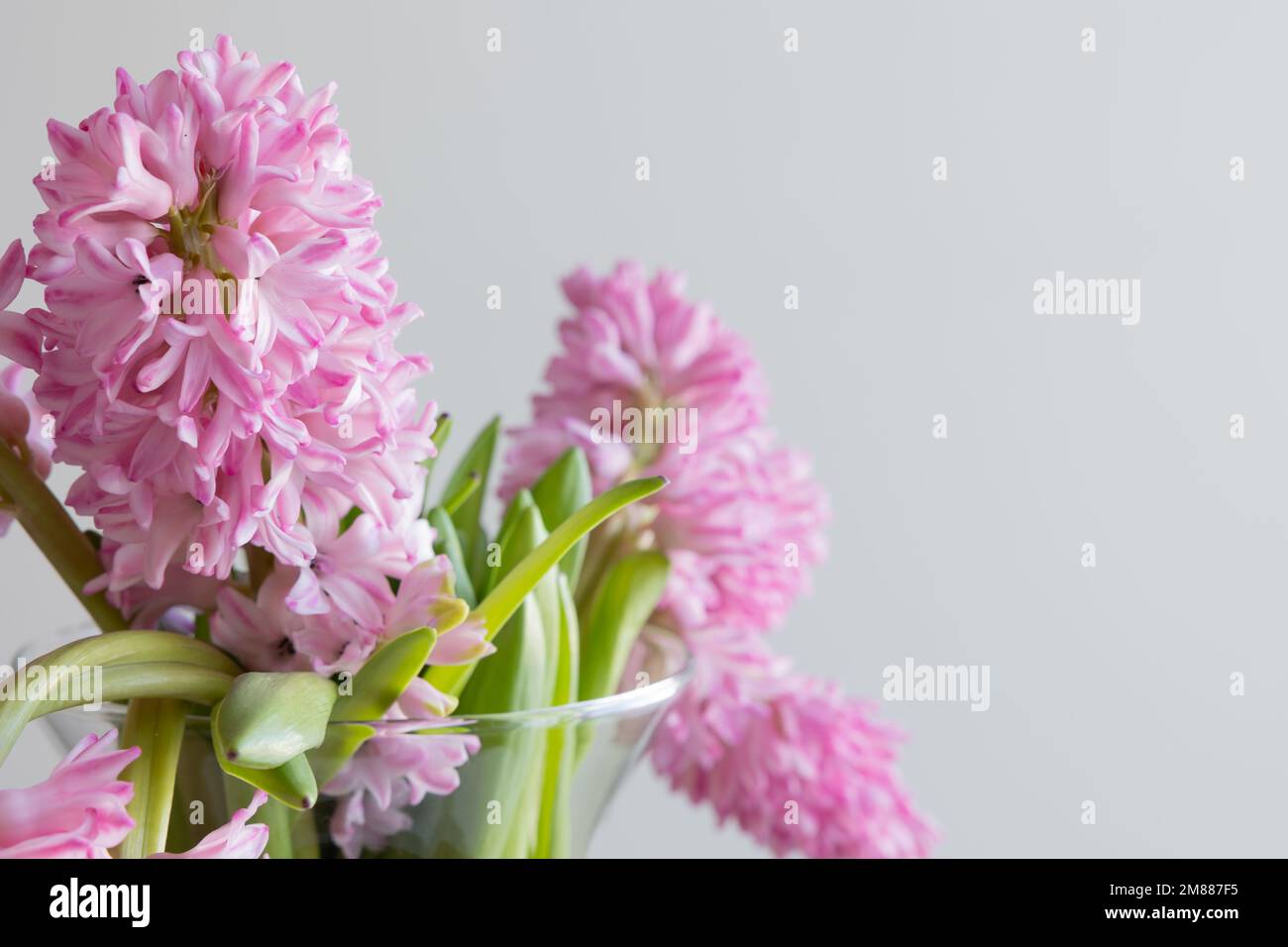 Flores frescas de jacinto rosa sobre un fondo blanco con espacio de copia Foto de stock