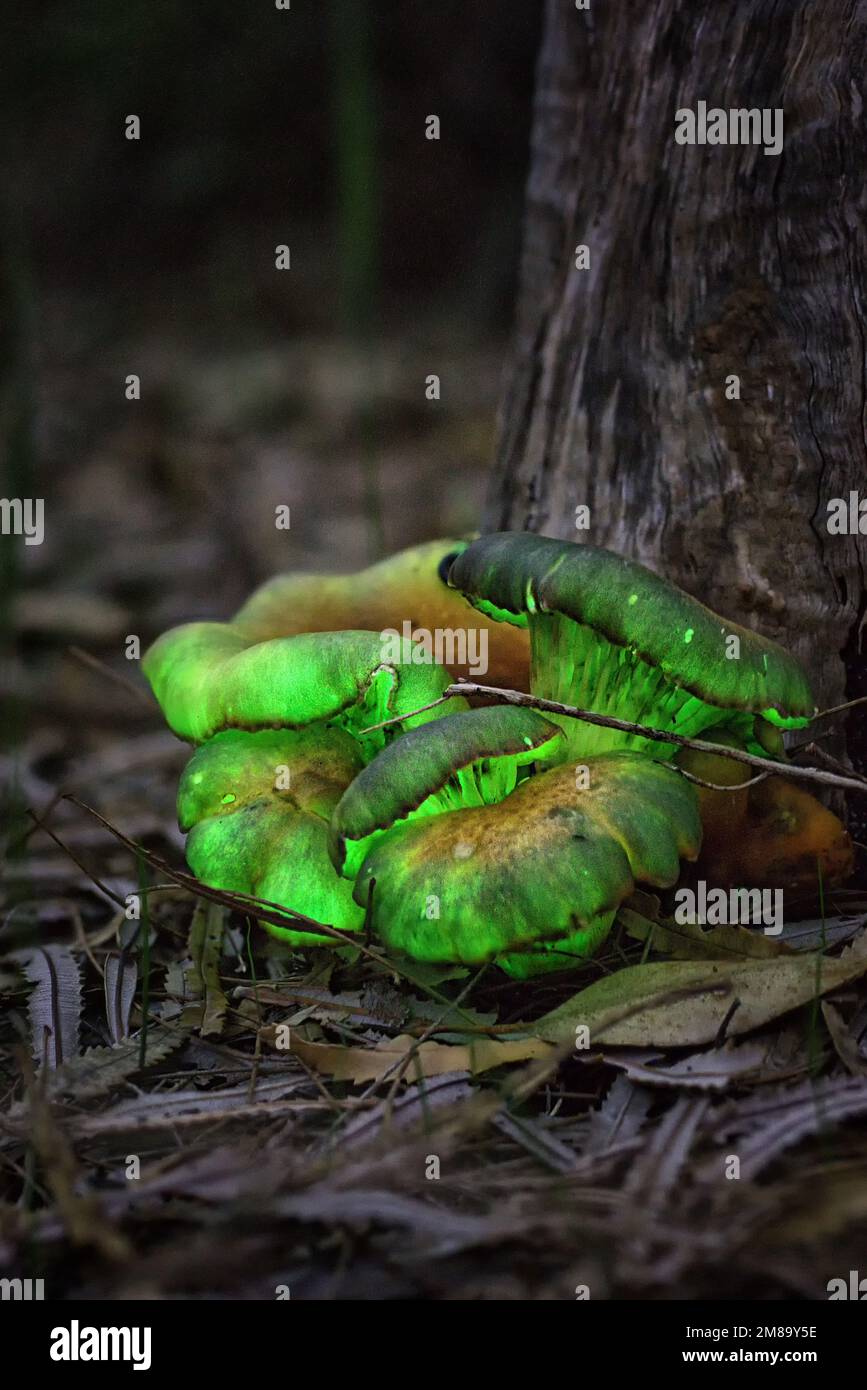 Hongo fantasma (Omphalotus nidiformis) resplandeciente con bioluminiscencia Foto de stock