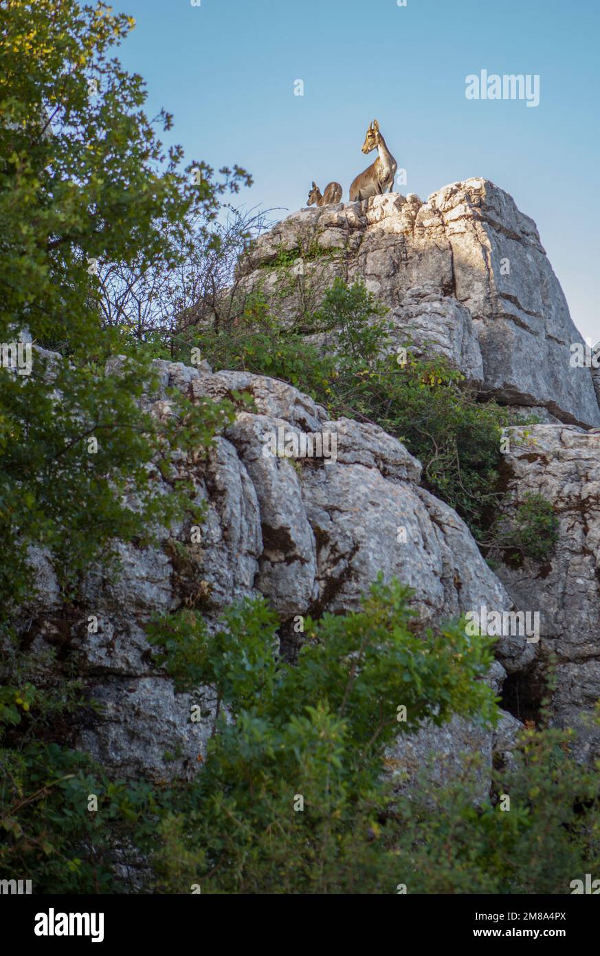 Cabras salvajes en las rocas del Parque Nacional La Sierra del Torcal de Antequera, Málaga, España. Madre e hijo Foto de stock