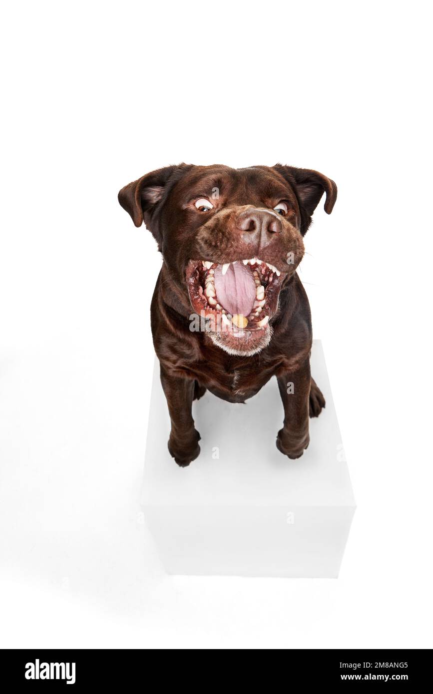 Foto de estudio de hermoso perro labrador marrón posando, sentado y atrapando comida sobre fondo blanco de estudio. Boca grande. Concepto de mascotas, nacionales Foto de stock